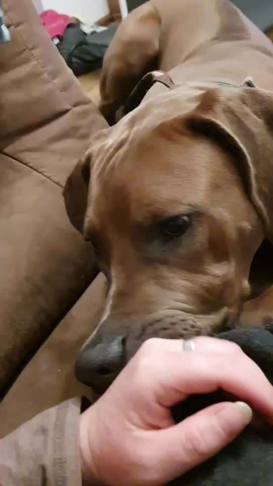 Rhodesian Ridgeback-Beitrag-Bild