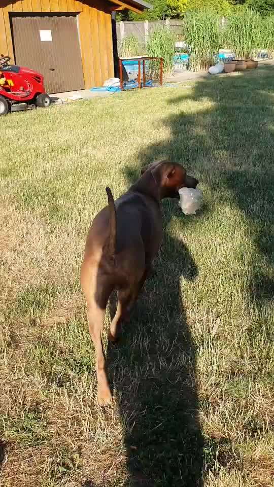 Rhodesian Ridgeback-Beitrag-Bild