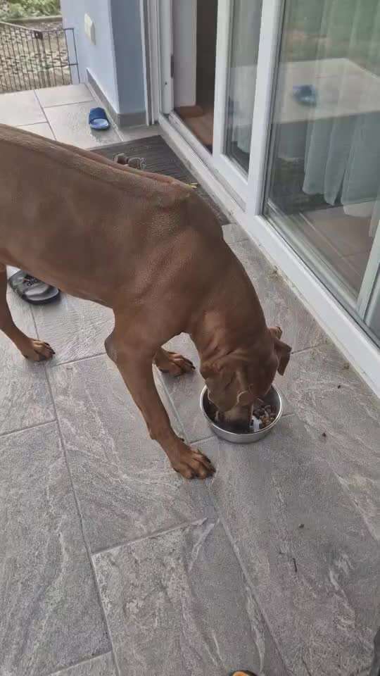 Rhodesian Ridgeback-Beitrag-Bild