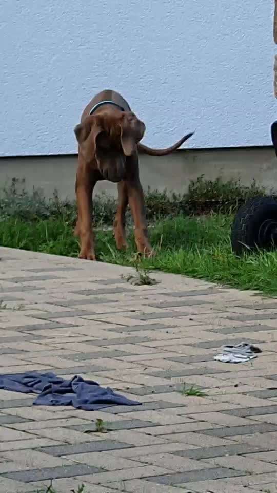 Rhodesian Ridgeback-Beitrag-Bild