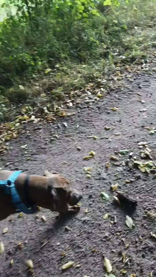 Rhodesian Ridgeback-Beitrag-Bild