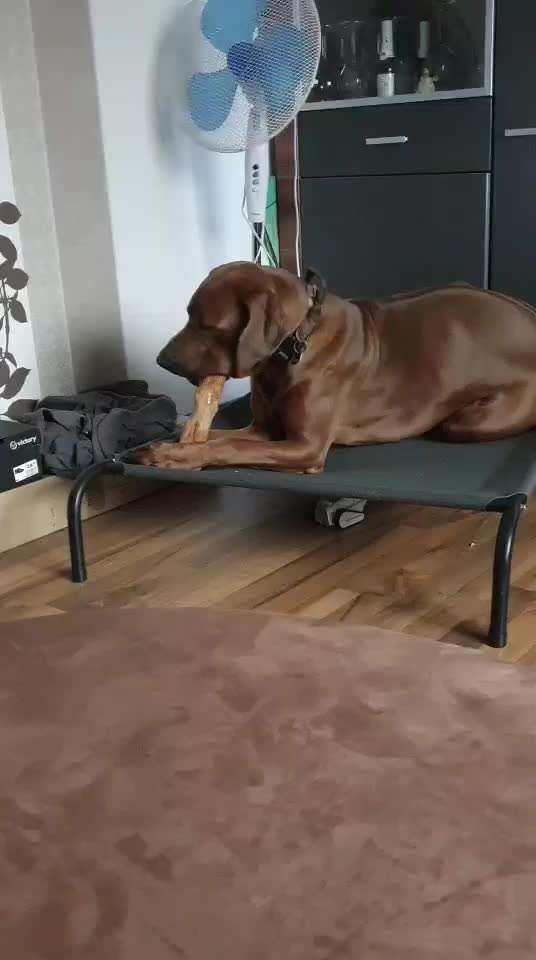 Rhodesian Ridgeback-Beitrag-Bild