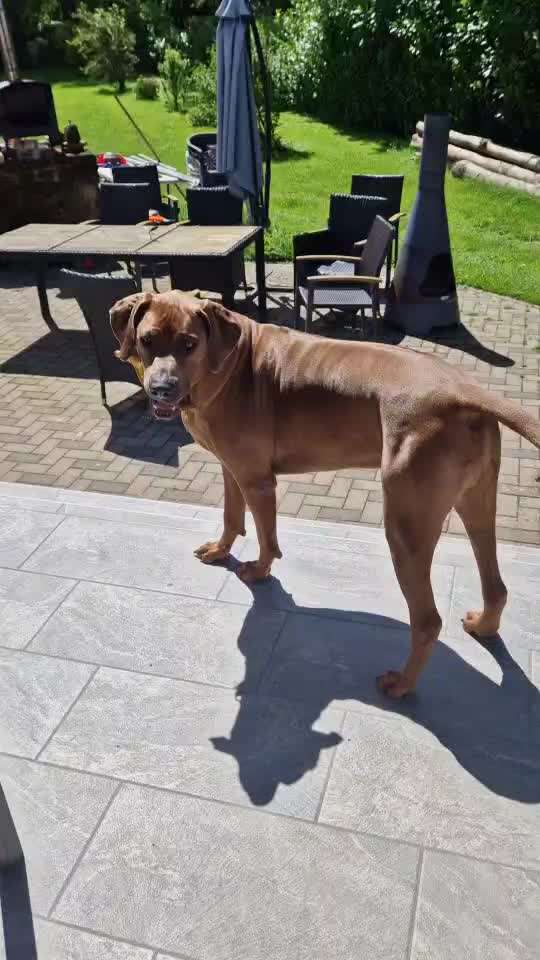 Rhodesian Ridgeback-Beitrag-Bild