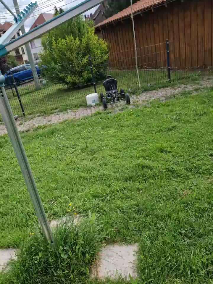 Rhodesian Ridgeback-Beitrag-Bild