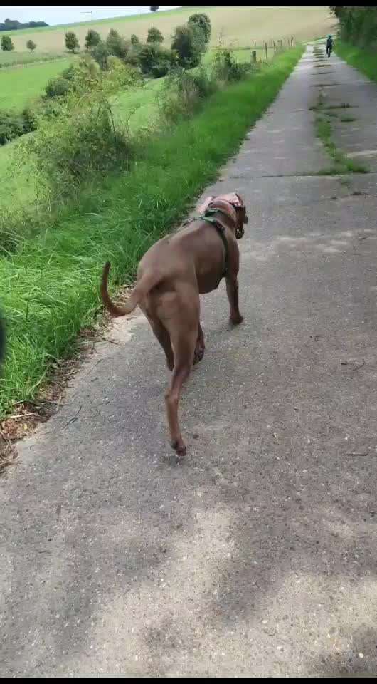 Rhodesian Ridgeback-Beitrag-Bild