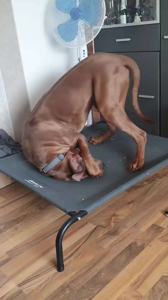 Rhodesian Ridgeback-Beitrag-Bild