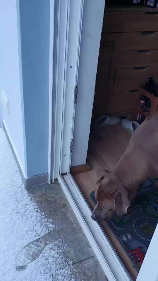 Rhodesian Ridgeback-Beitrag-Bild