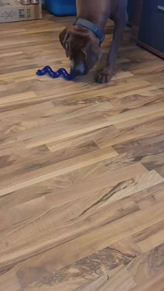 Rhodesian Ridgeback-Beitrag-Bild