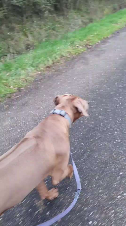 Rhodesian Ridgeback-Beitrag-Bild