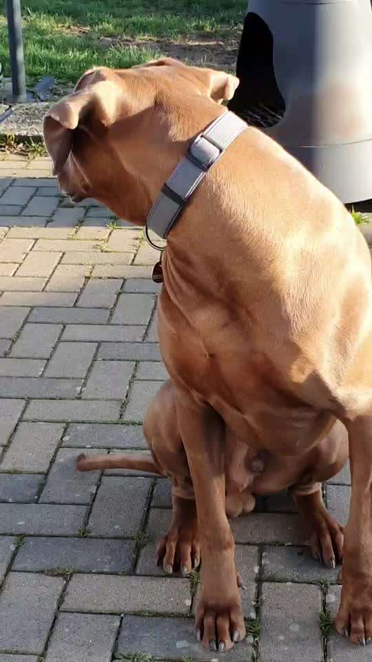 Rhodesian Ridgeback-Beitrag-Bild
