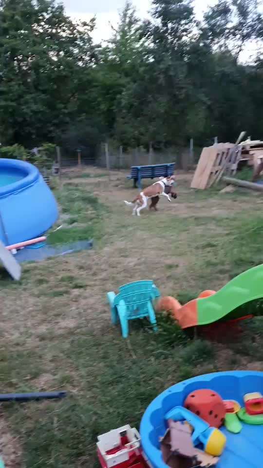 Rhodesian Ridgeback-Beitrag-Bild