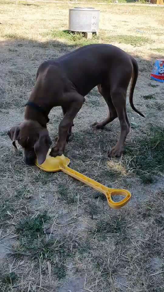 Rhodesian Ridgeback-Beitrag-Bild