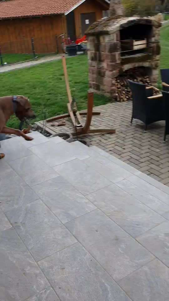 Rhodesian Ridgeback-Beitrag-Bild