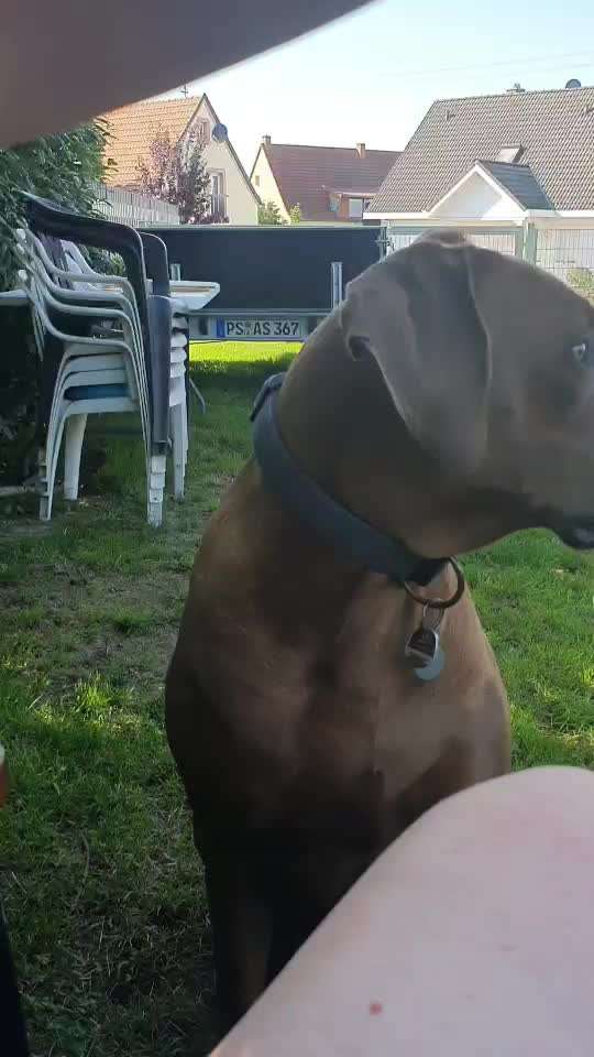 Rhodesian Ridgeback-Beitrag-Bild