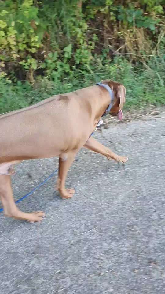 Rhodesian Ridgeback-Beitrag-Bild