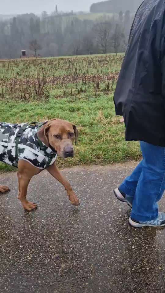 Rhodesian Ridgeback-Beitrag-Bild