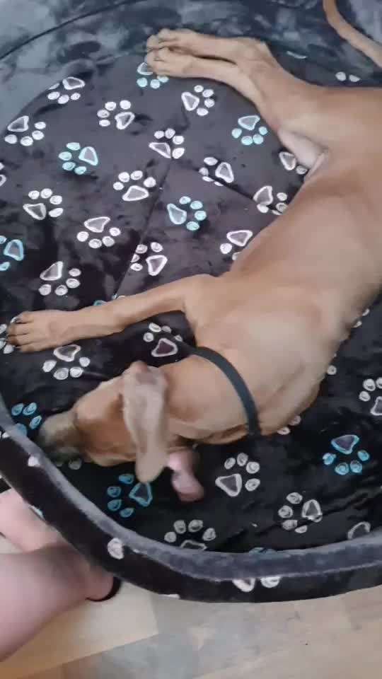 Rhodesian Ridgeback-Beitrag-Bild