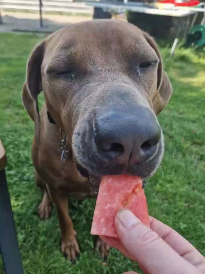 Rhodesian Ridgeback-Beitrag-Bild