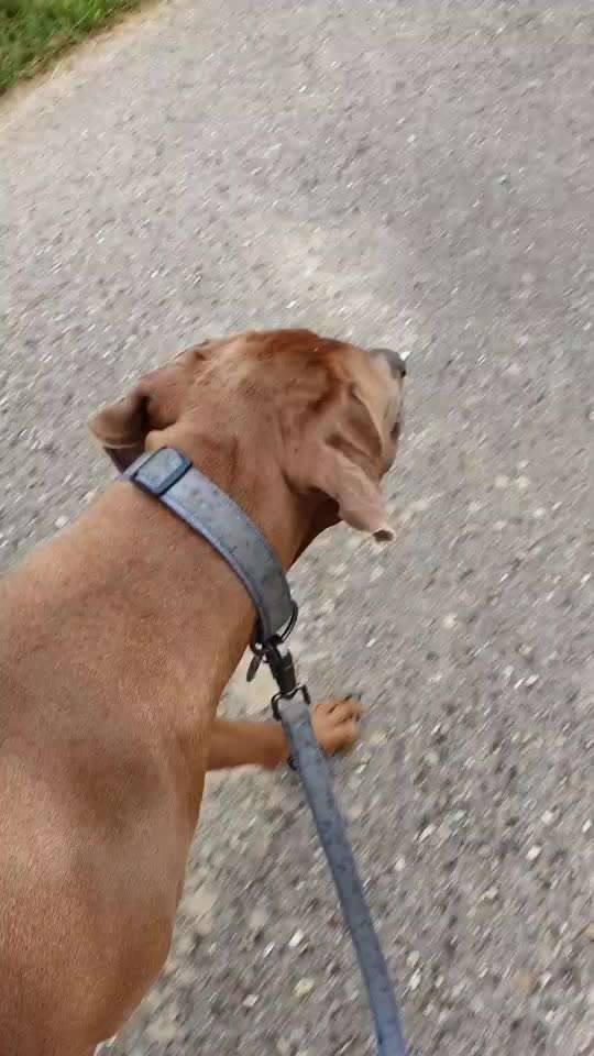 Rhodesian Ridgeback-Beitrag-Bild