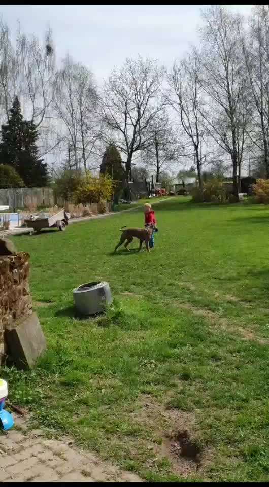 Rhodesian Ridgeback-Beitrag-Bild