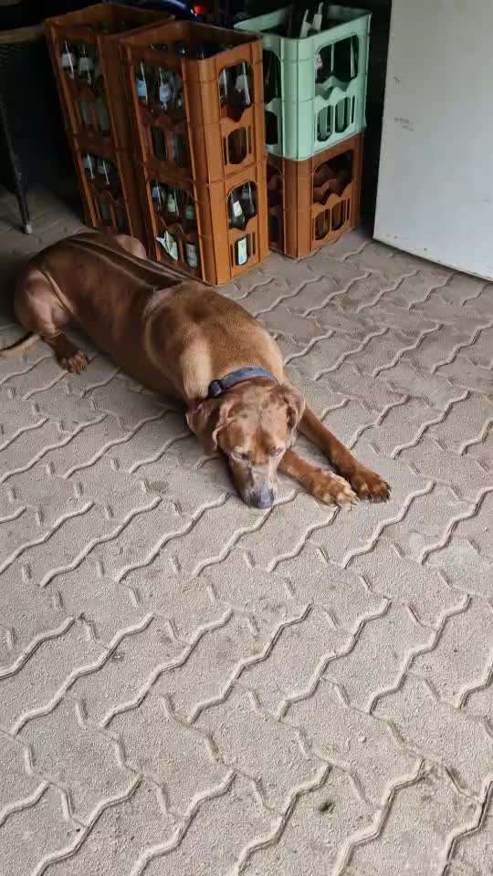 Rhodesian Ridgeback-Beitrag-Bild