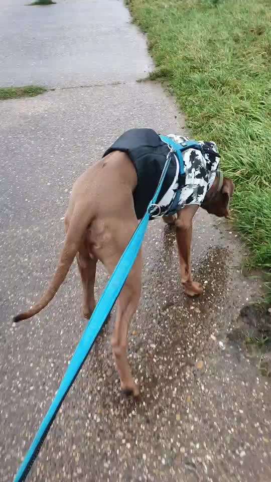 Rhodesian Ridgeback-Beitrag-Bild