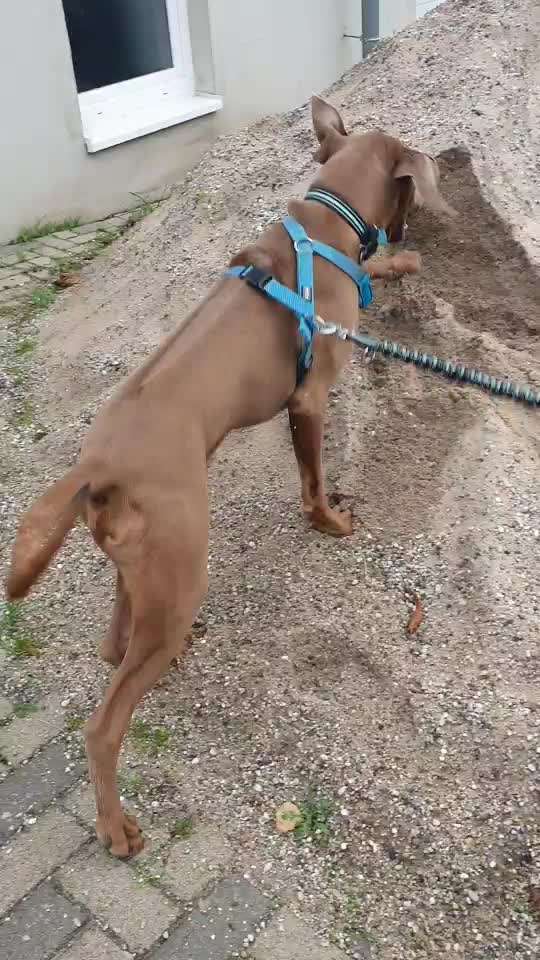 Rhodesian Ridgeback-Beitrag-Bild