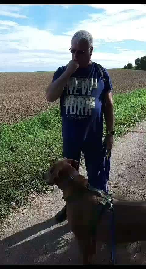 Rhodesian Ridgeback-Beitrag-Bild