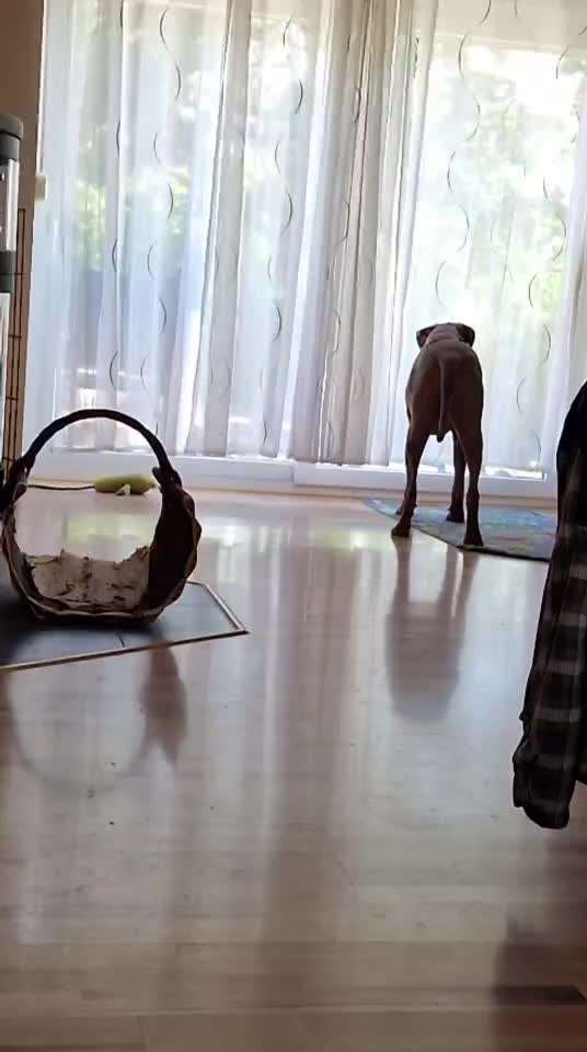 Rhodesian Ridgeback-Beitrag-Bild