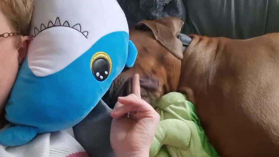 Rhodesian Ridgeback-Beitrag-Bild