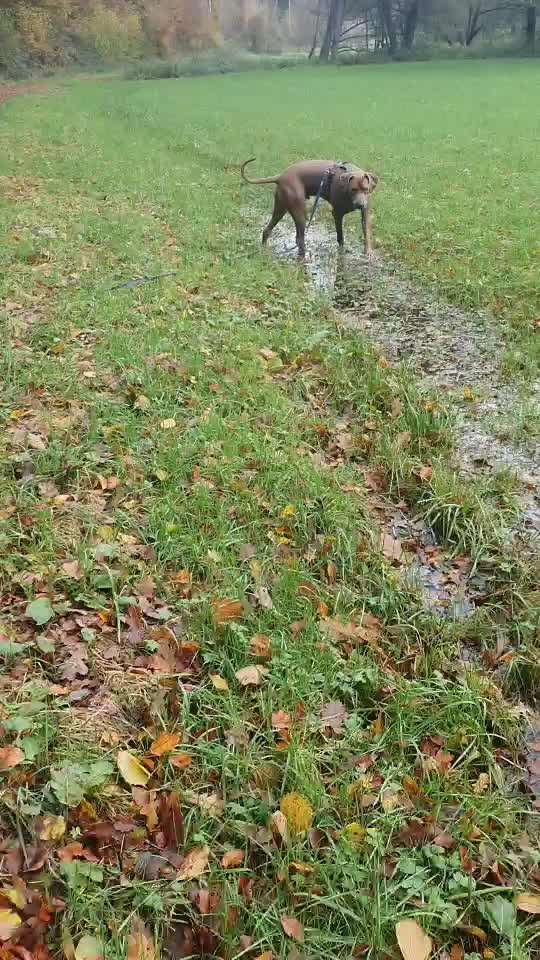 Rhodesian Ridgeback-Beitrag-Bild