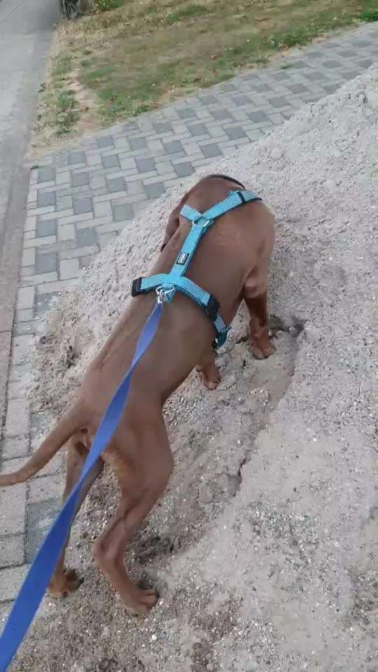 Rhodesian Ridgeback-Beitrag-Bild