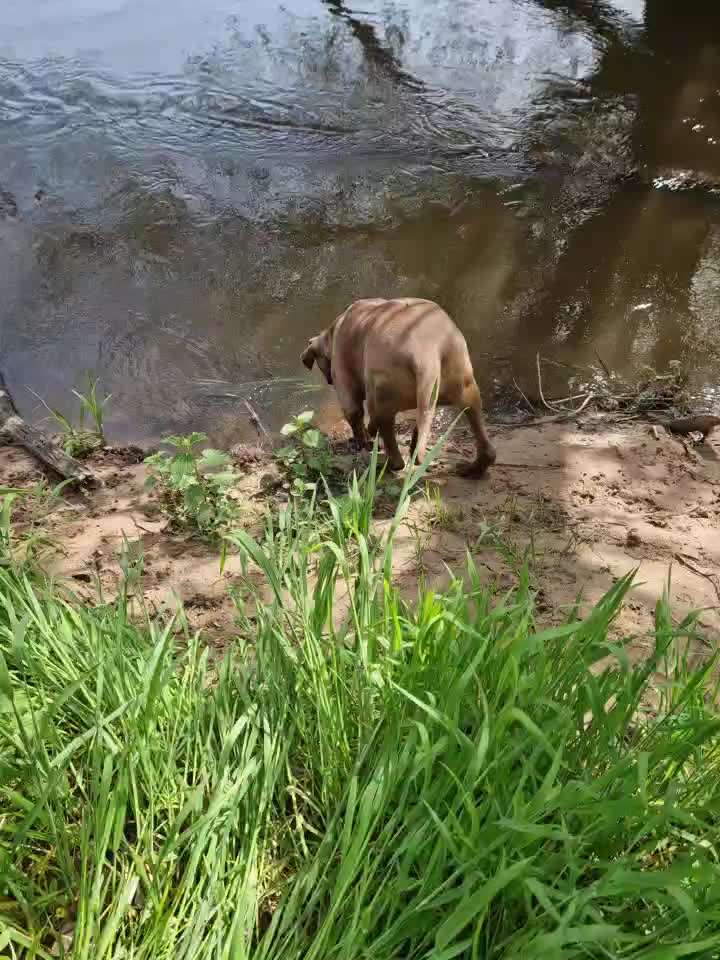 Rhodesian Ridgeback-Beitrag-Bild