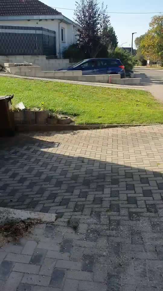 Rhodesian Ridgeback-Beitrag-Bild