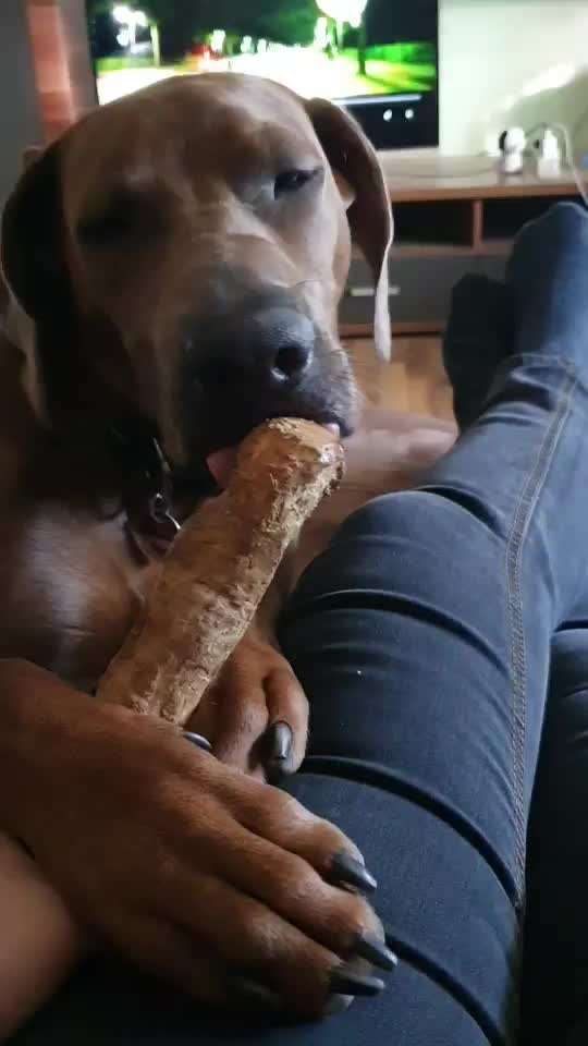 Rhodesian Ridgeback-Beitrag-Bild