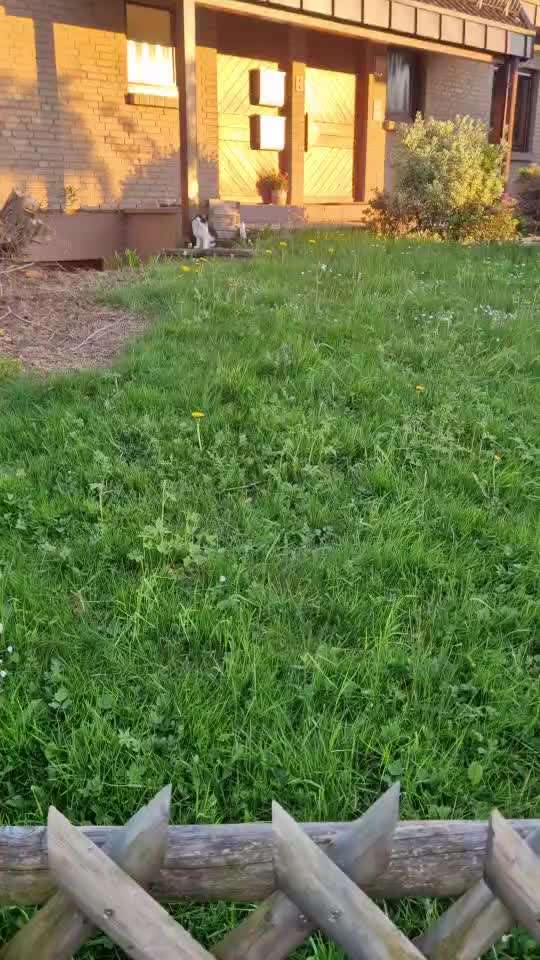 Rhodesian Ridgeback-Beitrag-Bild