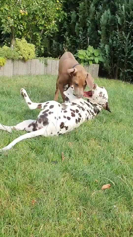 Rhodesian Ridgeback-Beitrag-Bild