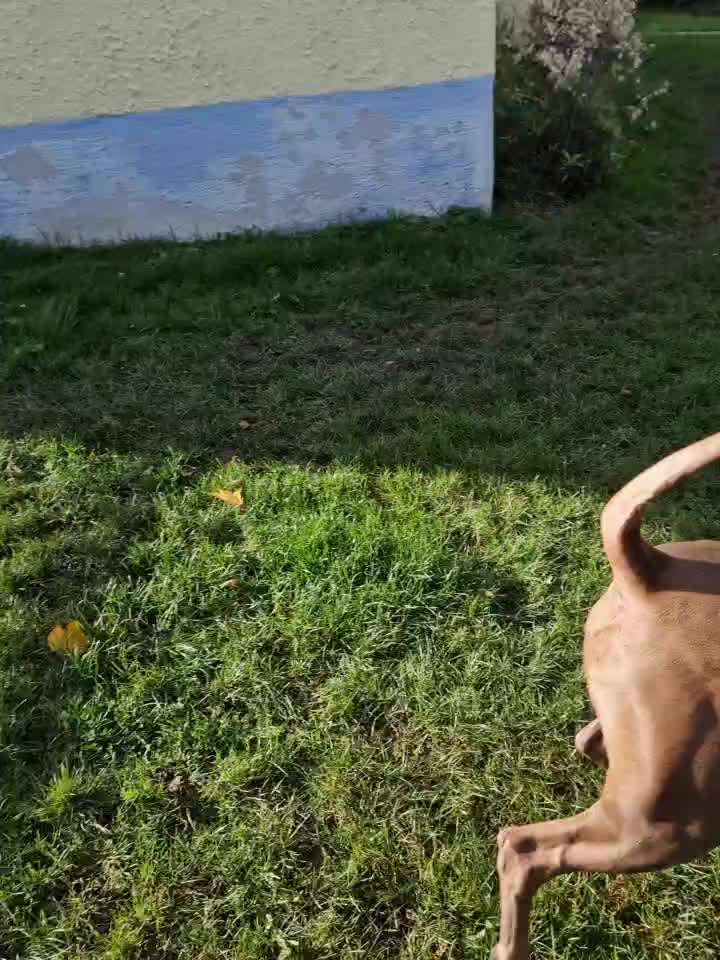 Rhodesian Ridgeback-Beitrag-Bild