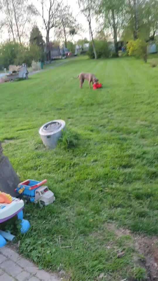 Rhodesian Ridgeback-Beitrag-Bild