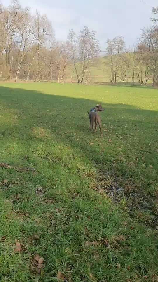 Rhodesian Ridgeback-Beitrag-Bild