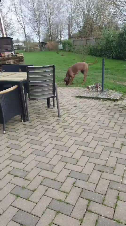 Rhodesian Ridgeback-Beitrag-Bild