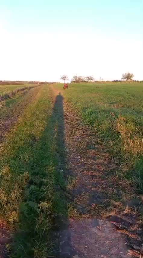 Rhodesian Ridgeback-Beitrag-Bild