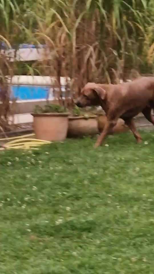 Rhodesian Ridgeback-Beitrag-Bild