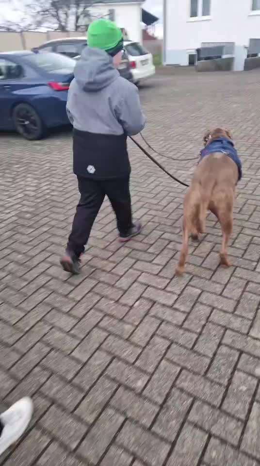 Rhodesian Ridgeback-Beitrag-Bild