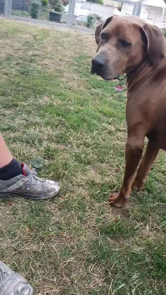 Rhodesian Ridgeback-Beitrag-Bild