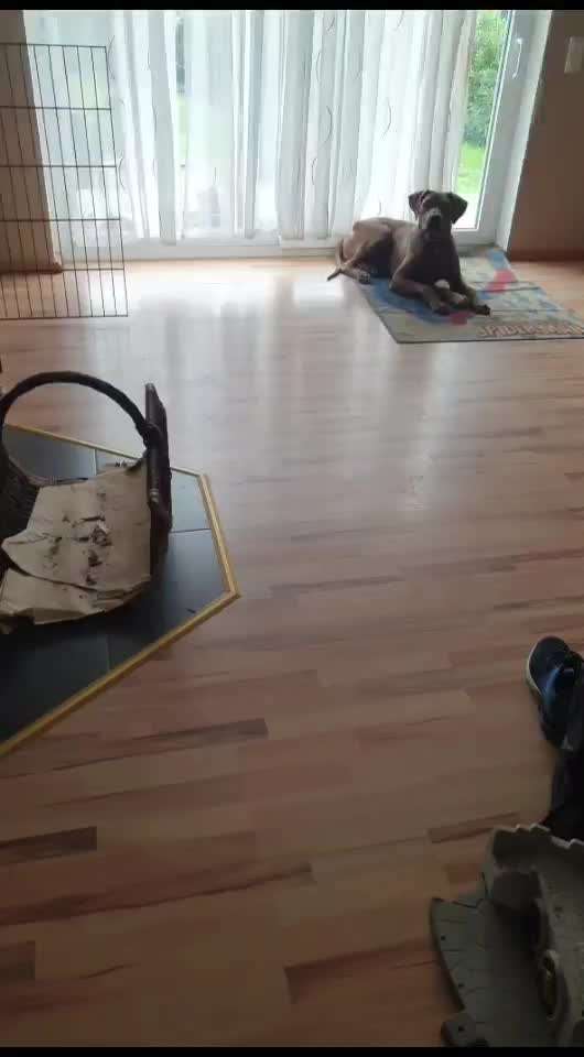 Rhodesian Ridgeback-Beitrag-Bild