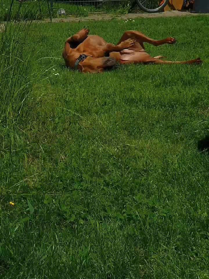 Rhodesian Ridgeback-Beitrag-Bild