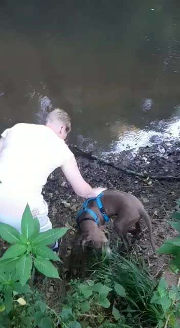 Rhodesian Ridgeback-Beitrag-Bild