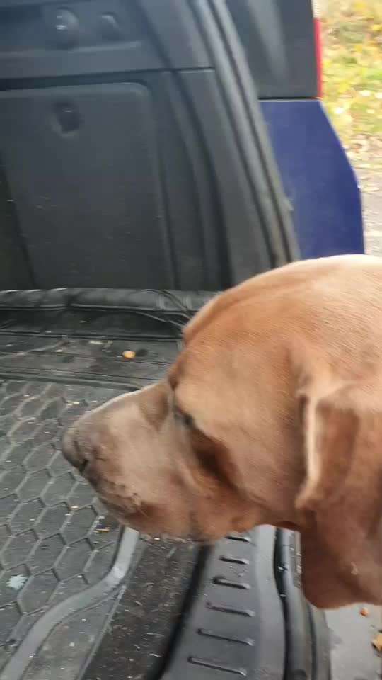 Rhodesian Ridgeback-Beitrag-Bild