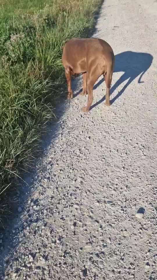 Rhodesian Ridgeback-Beitrag-Bild